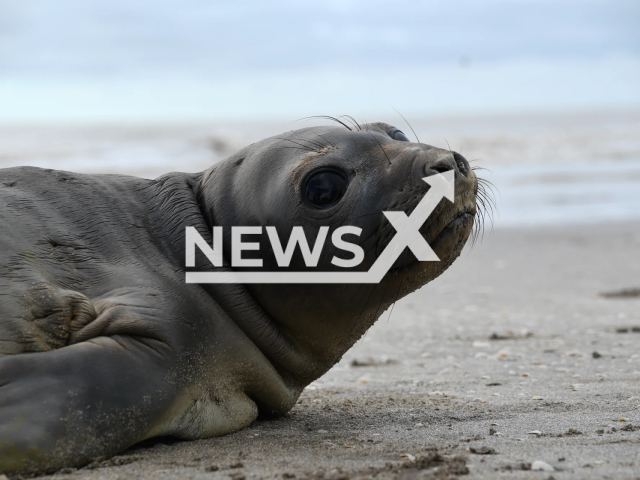 A South American fur seal (Arctocephalus australis) goes back to the sea after being rescued with a deep wound around its neck in Aguas Verdes, Argentina, undated. The wound was caused by a plastic strap commonly used for industrial packaging. Note: Licensed photo (Mundo Marino Foundation/Newsflash)