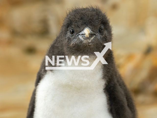 Image shows one of the new Northern Rockhopper penguin offspring at the Vienna Zoo, Austria, undated photo. They are listed as 'Endangered' on IUCN's Red List of Threatened Species. Note: Licensed content. (Daniel Zupanc/Newsflash)