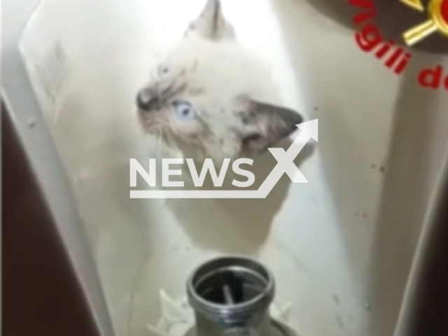 Firefighters attempt to rescue a  3-month-old Siamese kitten stuck in the back of a bidet in Turin, Italy. The cat was not harmed. Note: This picture is a screenshot from the video.  (Vigili del Fuoco/Newsflash)