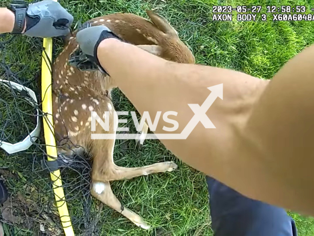 Police officers rescue a fawn in Westlake, Ohio, on Saturday, May 27, 2023. The baby deer was tangled up in a backyard soccer net. Note: Picture is a screenshot from a video. (City of Westlake Ohio Police Department/Newsflash)