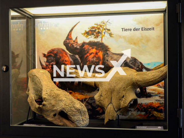 The exhibition named "Animals of the Ice Age – The world of woolly rhinos and cave lions" at the Natural History Museum in Austria's capital Vienna. Note: This photo is from a press release. (NHM Wien, Alice Schumacher/Newsflash)