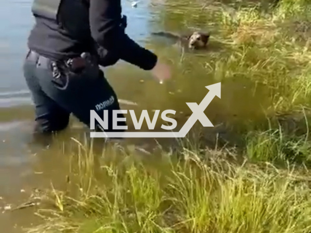 A police officer rescues a dog trapped in a water trap in Kherson region in Ukraine on Tuesday, Jun. 6, 2023. The floods are the result of the collapse of the dam of the Kakhovka Hydropower Plant on the river Dnieper.
Notes: Photo is screen from a video. (@mvs.gov.ua/Newsflash)