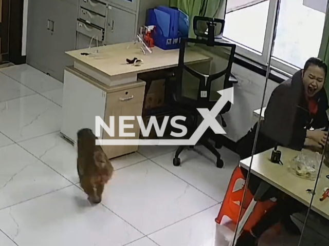 Woman screams when monkey sneaks inside office to steal food in Zhangjiajie, China. Note: Picture is a screenshot from a video (192041138/AsiaWire)