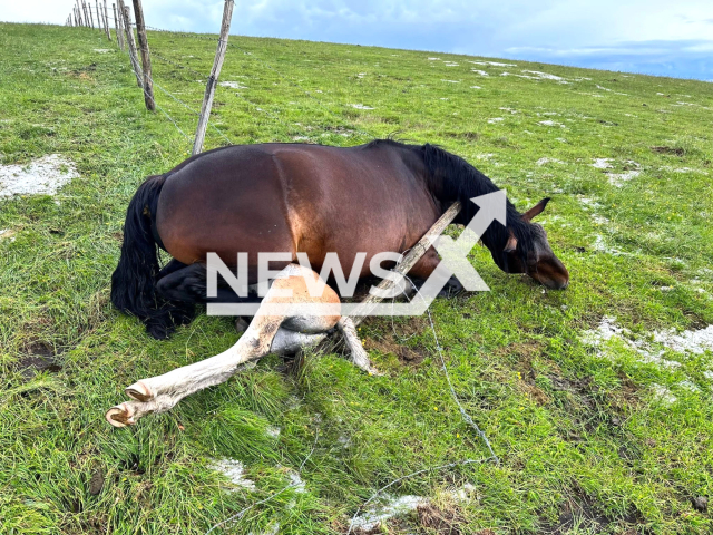 Photo shows dead horses in Monte Catria, Italy, Saturday, June 3, 2023. They reportedly died due to a lightning strike. Note: Picture is private (Newsflash)