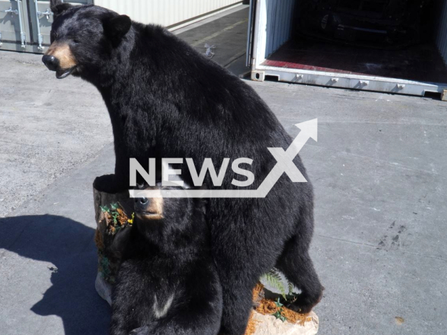 Picture shows two stuffed black bears   found in a shipping container sent from the United States, in Gdynia, Poland, in June, 2023. The goods were declared as hunting trophies, but as they are endangered species covered by the CITES treaty, the  owner did not have permission to export  them from the USA. Note: Police photo. (Pomorska Krajowa Administracja Skarbowa (KAS)/Newsflash)