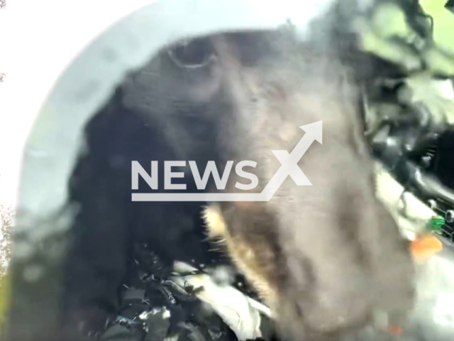 Picture shows the bear in the car in Evergreen, Colorado, USA, in June, 2023.  Wildlife officers rescued   a black bear that closed itself in a pickup truck trying to eat dog food. Note: Picture is a screenshot from a video (@CPW_NE/Newsflash)