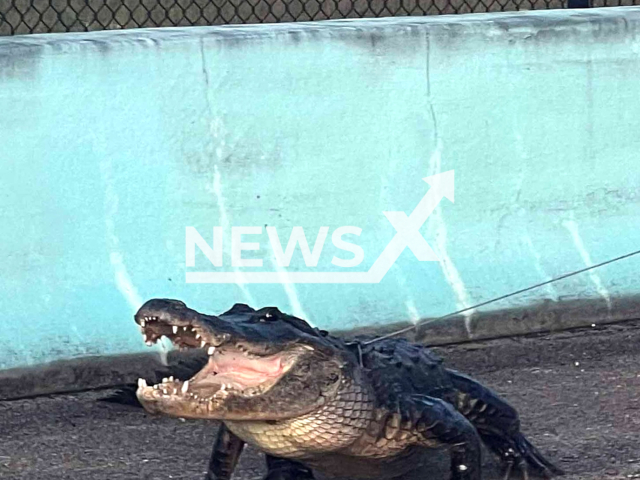 Photo shows an alligator, undated. An alligator was removed with the help of Pesky Critters Wildlife Control trappers and deputies from the Monroe County Sheriff's Office in Florida Keys, Florida, USA, Monday, June 5, 2023. Note: Photo is from the Monroe County Sheriff's Office (Monroe County Sheriff's Office/Newsflash)