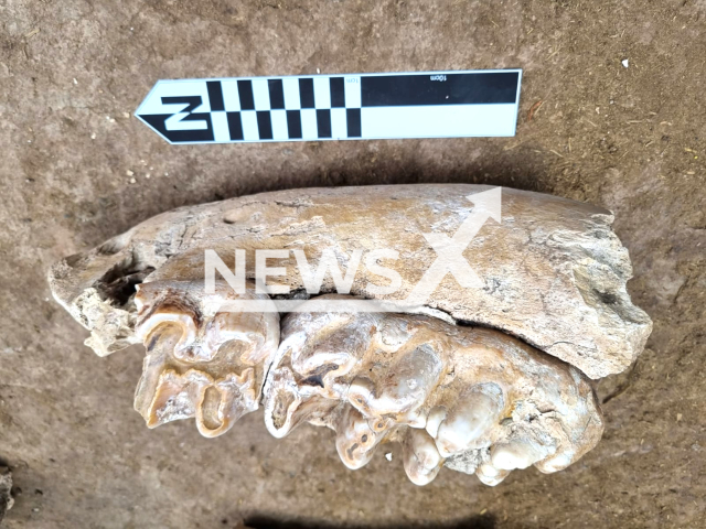 Picture shows the gomphothere fossil    discovered in Cuyuxtlahuac, Guerrero, Mexico, undated. Scientists corroborated  that the bone fragments were of the species called Cuvier, which reached between 2.50 and 2.70 meters in height. 
Note: Licensed photo.  (INAH /Newsflash)