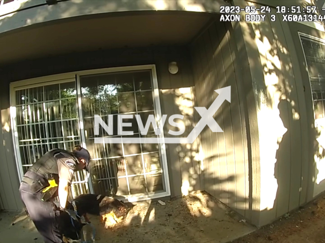 Deputies assist animal control officers with wrangling up two pigs on the loose in an apartment complex in the 1900 block of 70th Ave E in University Place, Washington, on Wednesday, May 24, 2023. The pigs had escaped from their fenced property and their owners were unaware. Note: Picture is a screenshot from a video. (Pierce County Sheriff's Department/Newsflash)