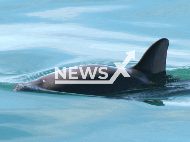 Illustrative image of a vaquita, undated. It is a critically endangered porpoise species. Note: Licenced photo. (Paula Olson, NOAA/Newsflash)