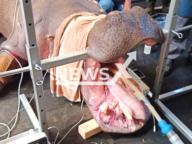 Zoo  staff perform a tooth extraction on Pelagia, a 38-year-old hippo, at Warsaw Zoo, Poland, undated.  The place after the extracted tooth was secured with a special dressing to support the healing process, the procedure was a success.  
 Note: Photo with permission from Warszawskie ZOO. (WarszawskieZOO/Newsflash)