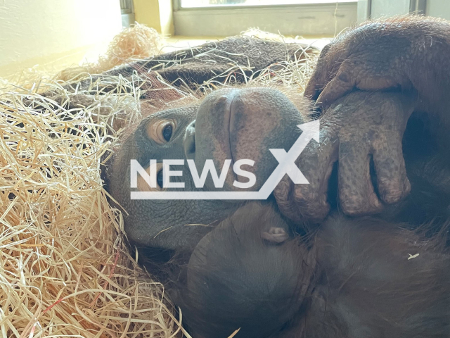 Image shows the new Bornean orangutan offspring and its mum at the Vienna Zoo, Austria, undated photo. The species is listed as 'critically endangered' on IUCN's Red List of Threatened Species. Note: Licensed content. (Schoenbrunn Zoo/Newsflash)