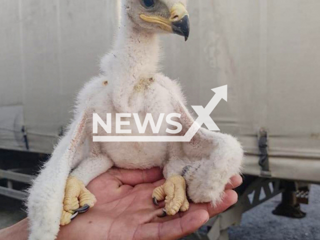 Photo shows a Steppe Eaglet found by Saratov Border Guards at the Ozinki checkpoint in Saratov, Russia, undated. The eaglets were sent to the Khvalynsky National Park, where they will be given the necessary care. Note: Photo is from the Saratov Border Guards (Saratov Border Guards/Newsflash)