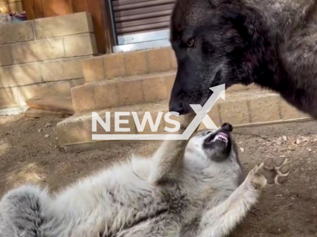 Adorable video shows adult wolfdog with puppy friend. Note: Photo is a screenshot from the video (@runningwithwolfdogs/Newsflash)