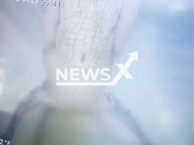 Photo shows alligator attacking underwater camera drone. It happened during a training exercise in Fort Myers, Florida.
Note: Photo is a screenshot from a video(@sheriffleefl/Newsflash).