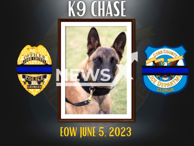 Image shows police dog Chase, undated photo. Chase died after being left inside an overheated patrol car with faulty air conditioning in the city of Acworth, Georgia State, USA, on Monday, June 5, 2023. Note: Licensed content. (Cobb County Police Department/Newsflash)