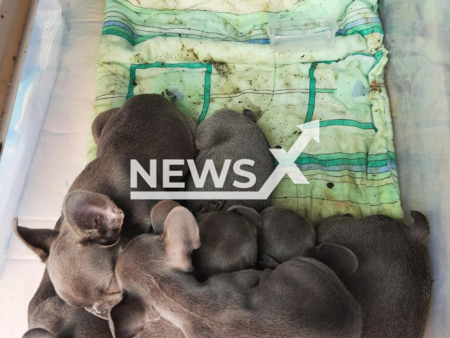 Image shows the puppies that were stuffed inside plastic boxes, undated photo. They were found during a police check in the municipality of Kodersdorf, Saxony State, Germany, on Wednesday morning, June 14, 2023. Note: Licensed content. (Federal Police Inspectorate Ludwigsdorf/Newsflash)