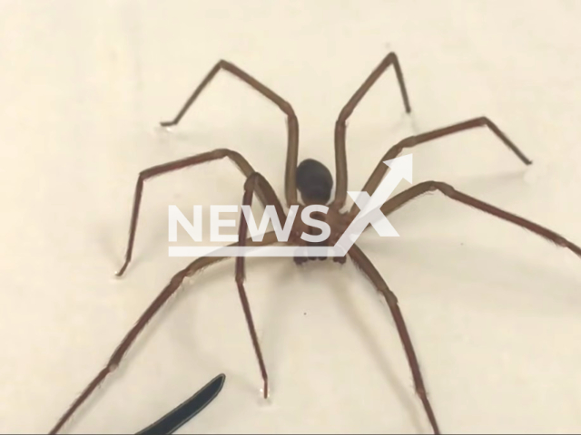 Photo shows illustrative image of Violin spider. Greek tourist died after a spider bite in a hotel room in Sabaudia.
Note: Photo is a screenshot from a video(Newsflash).