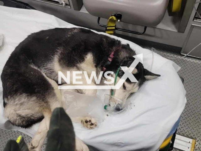 The husky after it was rescued from the fire in Arapahoe County, Colorado,USA. Note: Photo from Sheriff's Office. (ArapahoeSO/Newsflash)