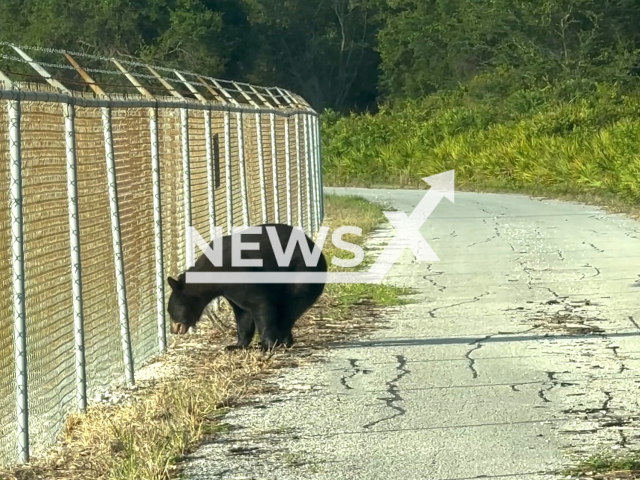 A bear walks around the perimeter fence at the airport, in Tampa, Florida, USA, from Wednesday, June 14, 2023. The bear was captured and  relocated  to Ocala National Forest in Central Florida, USA.  Note: Picture is a screenshot from a video (Tampa International Airport/Newsflash)