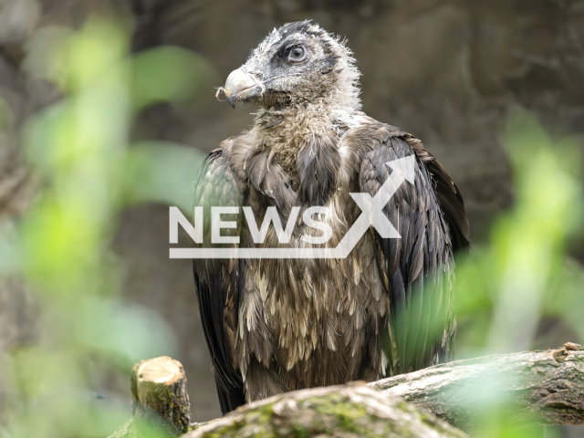 Image shows a bearded vulture, undated photo. Two individuals arrived at the Vienna Zoo, Austria, on Thursday, 16 June, 2023. Note: Licensed content. (Daniel Zupanc/Newsflash)