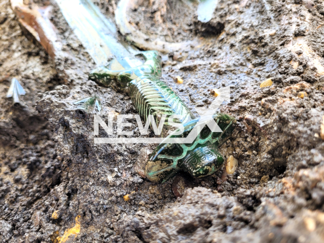 Photo shows the Bronze Age sword from Nordlingen. The well preserved 3,000-year-old sword was discovered during excavations in the Donau-Ries district in Bavaria, Germany.
Note: Licensed photo(Archaeologie-Buero Dr. Woidich, Sergiu Tifui/Newsflash).