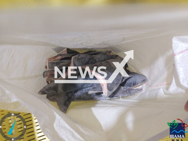 Picture shows some  of the shark fins seized in Santa Catarina, Brazil, undated.  The Brazilian organization  Ibama seized 28.7 tons of shark fins that were to  be illegally exported to Asia.   
Note: Government photo. (IBAMA/Newsflash)