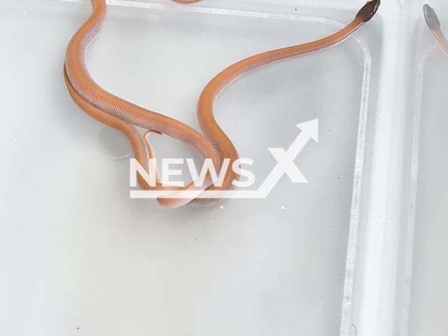 Image shows the smuggled snakes, undated photo. They were caught at the Vienna Airport, Austria, on May 23, 2023. Note: Licensed content. (Ministry of Finance, Customs/Newsflash)