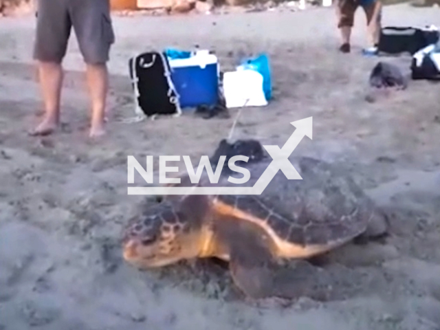 A Loggerhead sea turtle (Caretta caretta) going back into the sea, in Cala Capitan, Spain, undated.  She came and  dug two nests  without being able to lay the eggs, it returned to the sea. Note: Picture is a screenshot from a video (Fundacion Oceanografic/Newsflash