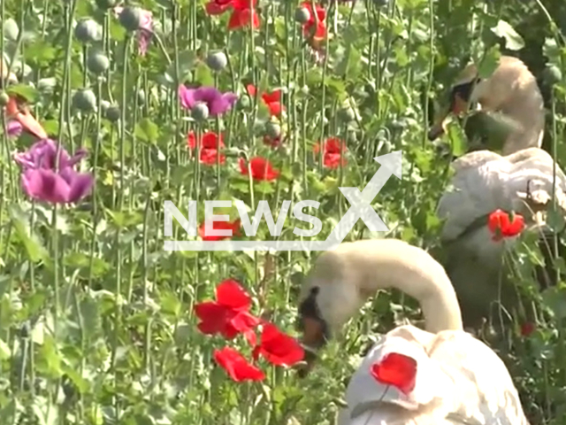 Picture shows a  swans in  the poppy field near Komarno, Slovakia, undated. They were caught by conservationists on Tuesday, June 6,  and taken away after the grower said they were damaging his  crop.  
 Note: Photo is a screenshot from a video. (Newsflash)