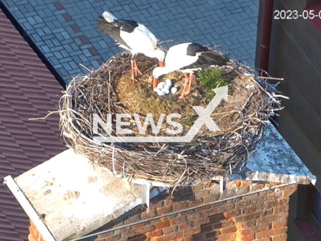 Image shows the two female storks, undated photo. They were spotted in the town of Chynov, Czech Republic. Note: Licensed content. (Birdlife/Newsflash)