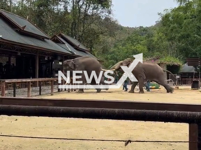 Two elephants fight during performance in Xishuangbanna, Yunnan in China. Note: Picture is a screenshot from a video (52818265801/AsiaWire)