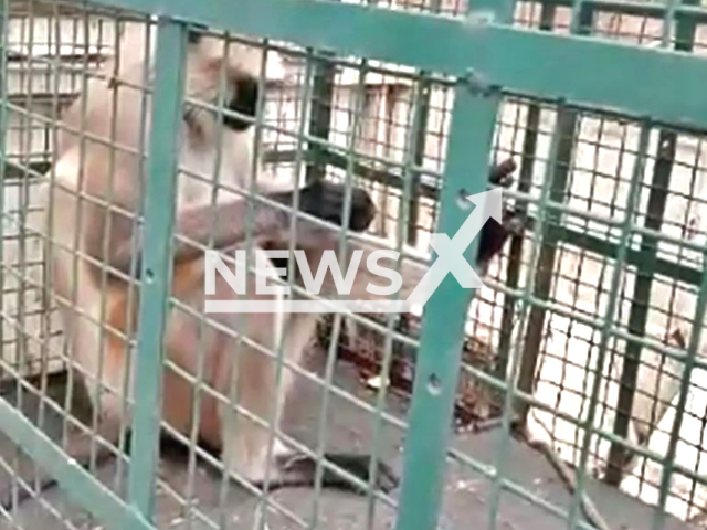 Picture shows the monkey in a cage, undated. The monkey was caught in  Rajgarh, India, on Wednesday, June 21, 2023, after  it attacked 20 people. Note: Private photo.  (Newsflash)