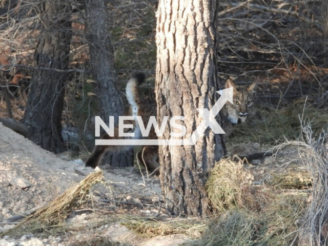 Photo shows the Iberian Lynx, undated. 'Tiko' died from massive ingestion of plastics on Sunday, June 11, 2023.
Note: Licensed photo(CARM/Newsflash).