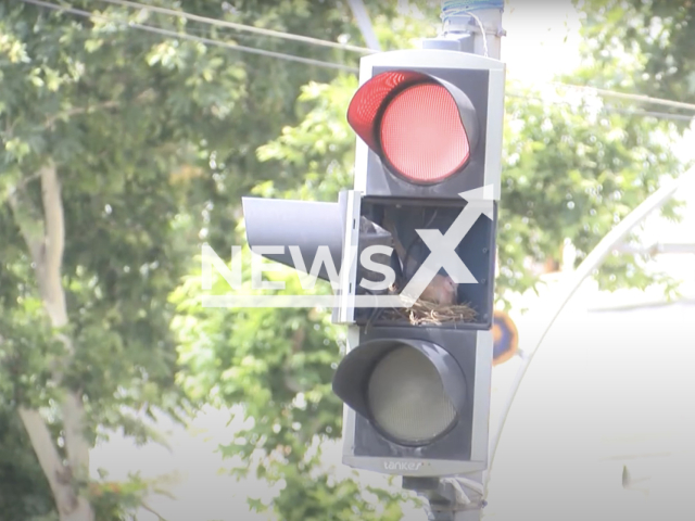 Photo shows a dove nested inside a traffic lamp in Kayapinar, Diyarbakir, Turkey, undated. The teams that came to repair the traffic lamp let the dove stay there when they saw it had nested there. Note: Picture is a screenshot from a video (Newsflash)