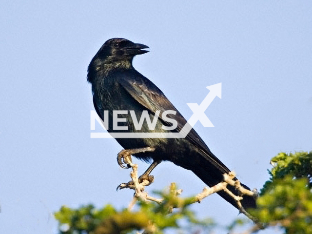 Photo shows an illustrative image of a crow, undated. A crow is a bird of the genus Corvus, or more broadly, a synonym for all of Corvus. Note: Photo is from Wikipedia in the public domain. (Newsflash)