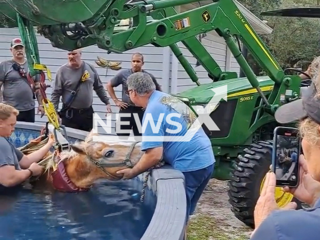 Firefighters rescuing a horse  stuck in  a swimming pool, in Pasco County, Florida, USA, on Tuesday, June 20, 2023. The horse was spooked by another horse and jumped from the deck into the swimming pool. Note: Picture is a screenshot from a video (Pasco County Fire Rescue/Newsflash)