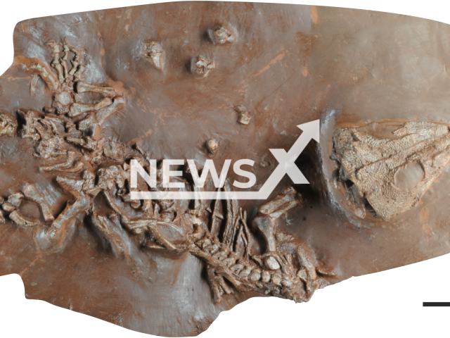 Photo shows a well-preserved fossil skeleton of a new reptile species, Tramuntanasaurus tiai, found in Mallorcan rocks in Spain,  dating back 270 million years, undated. The new species of reptile is a moradisaurine captorrhinid, a group of herbivorous reptiles that lived only during the Permian, between 299 and 251 million years ago, and have no current representatives. Note: Licensed photo (Catalan Institute of Paleontology Miquel Crusafont/Newsflash)