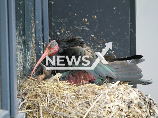 Image shows the bald ibis pair and their offspring, undated photo. They have built a nest in the municipality of Ruemlang, Zurich, Switzerland. Note: Licensed content. (Zurich Zoo, Dominik Ryser/Newsflash)