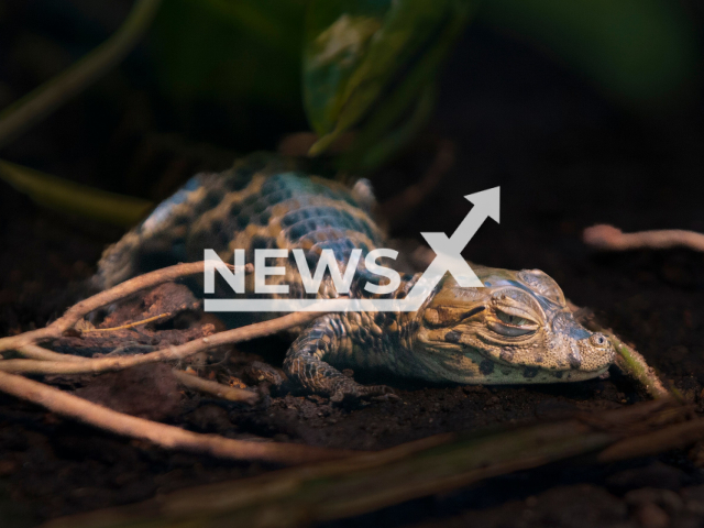 Image shows the new broad-snouted caiman, undated photo. It hatched at the Zurich Zoo, in Switzerland, in June 2023. Note: Licensed content. (Zurich Zoo, Peter Bolliger/Newsflash)