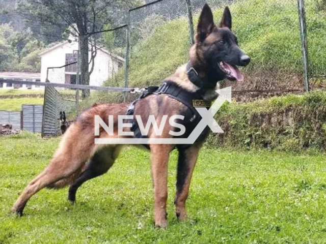 Picture shows the Belgian Shepherd, Wilson, undated. They suspend the search for the dog lost during the rescue of four children in the Colombian jungle, after 20 days.  Note: Army photo. (@FuerzasMilCol/Newsflash)