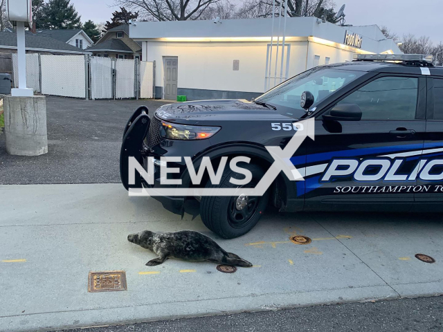 The live seal on a street early in the morning in Southampton, New York, USA. Note: Police photo. (@SouthamptonTownPD/Newsflash)