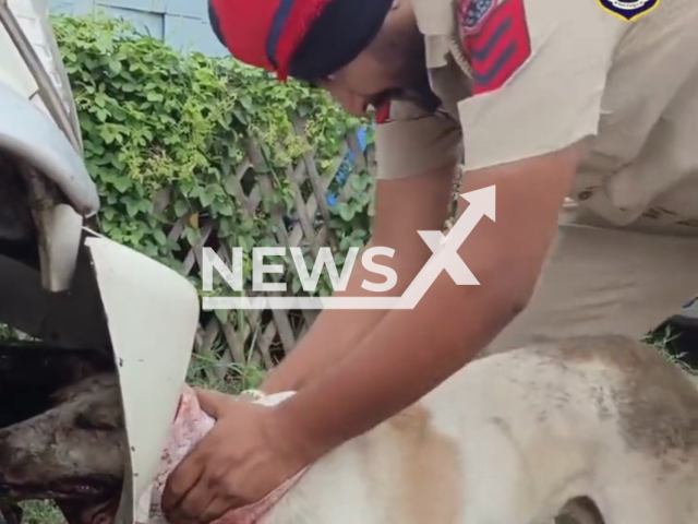 Photo shows Amritsar Police rescuing a stray dog. The animal was rescued from a car in New Delhi, India. Note: Picture is a screenshot from a video (@cpamritsar/Newsflash)