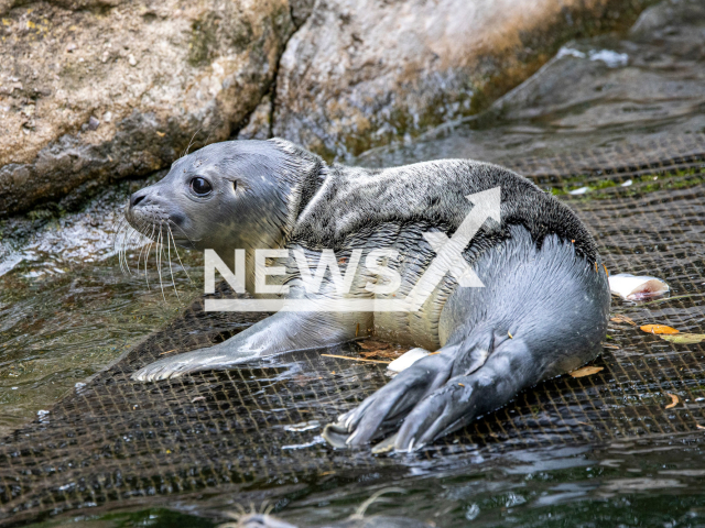 Image shows the adorable seal pup, undated photo. It was born at the Zurich Zoo, in Switzerland, on June 28, 2023. Note: Licensed content. (Zurich Zoo, Enzo Franchini/Newsflash)