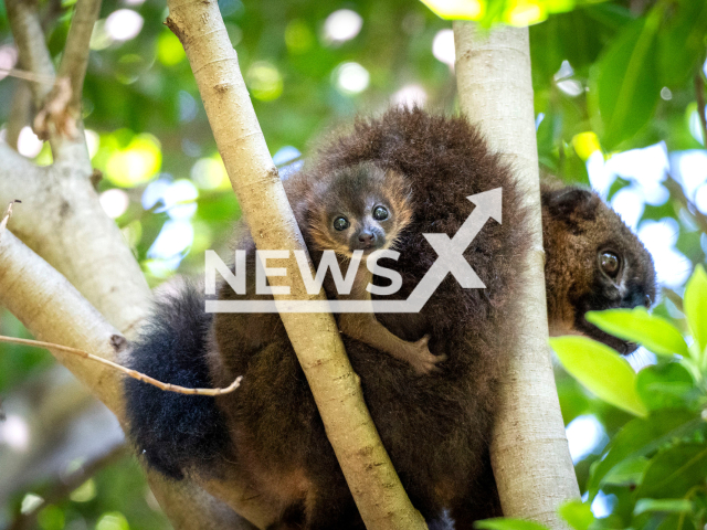 Red bellied lemur, whose species is endangered, was born in the Spanish zoo of Bioparc Valencia, June 2023.
Notes: Licenced picture (Bioparc Valencia/Newsflash)