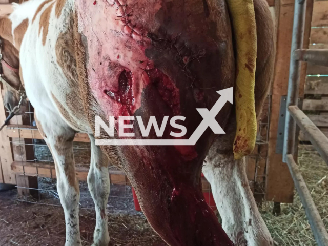 Photo shows the injuries caused to the mare by the bear, in Italy, June 2023. 
Notes: Picture is from social networks (Nora Sani/Newsflash)