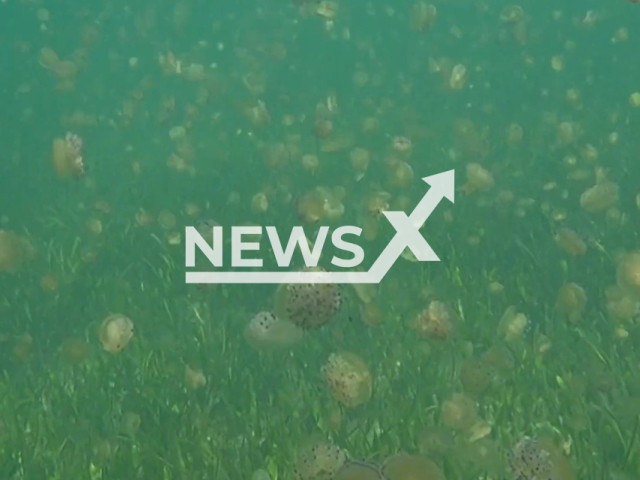 Picture shows jellyfish in the sea in Mar Menor, Spain, in June, 2023. This year they appeared sooner then the usual al July. Note: Picture is a screenshot from a video (Isabel Rubio/Newsflash)