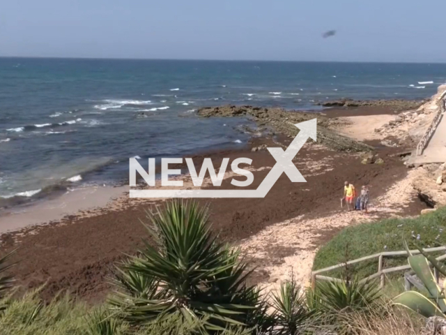 Photo shows the algae of Los Canos de Meca, in Cadiz, southern Spain, covered in algaes. Neighbours and beachgoers complained about the bad smell that is also causing tourism troubles. 
Notes: Picture is a screenshot from a video. (Newsflash)