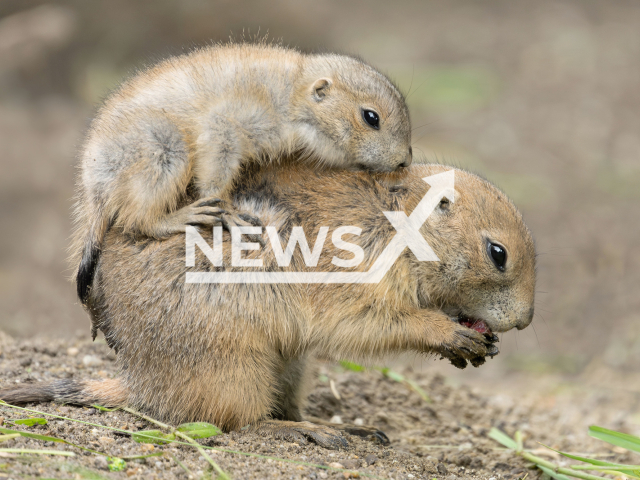 Image shows the adorable black-tailed prairie dog offspring, undated photo. Six young were born at the Schoenbrunn Zoo, in the city of Vienna, Austria, in June 2023. Note: Licensed content. (Daniel Zupanc/Newsflash)