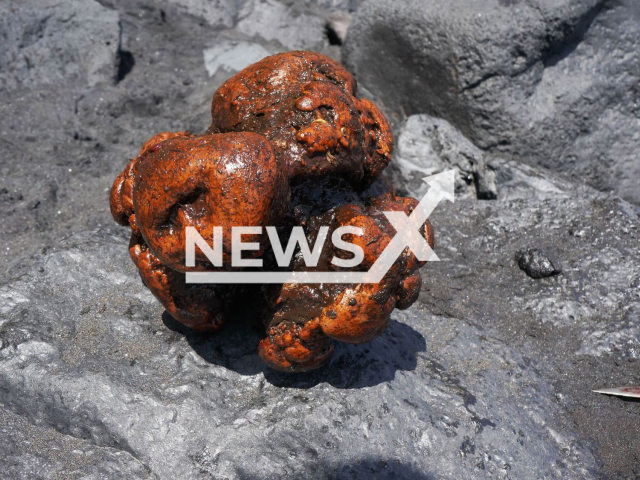 Photo shows workers in the security area after removing the stone from the whale. 
Notes: Licenced picture (IUSA-ULPGC/Newsflash)